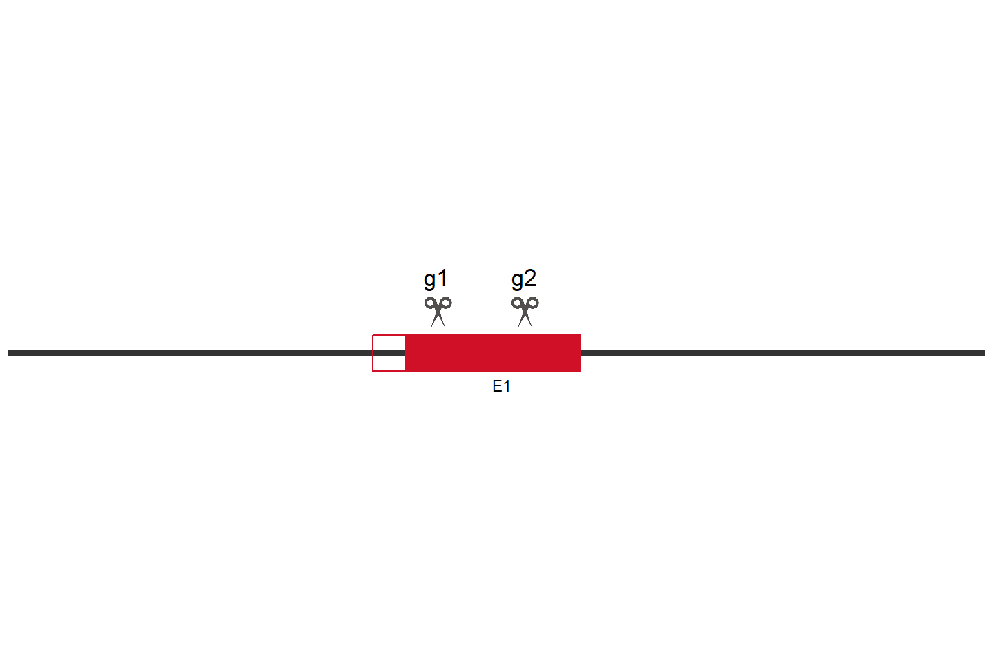 NDUFB5 Knockout cell line (HCT 116) Target region