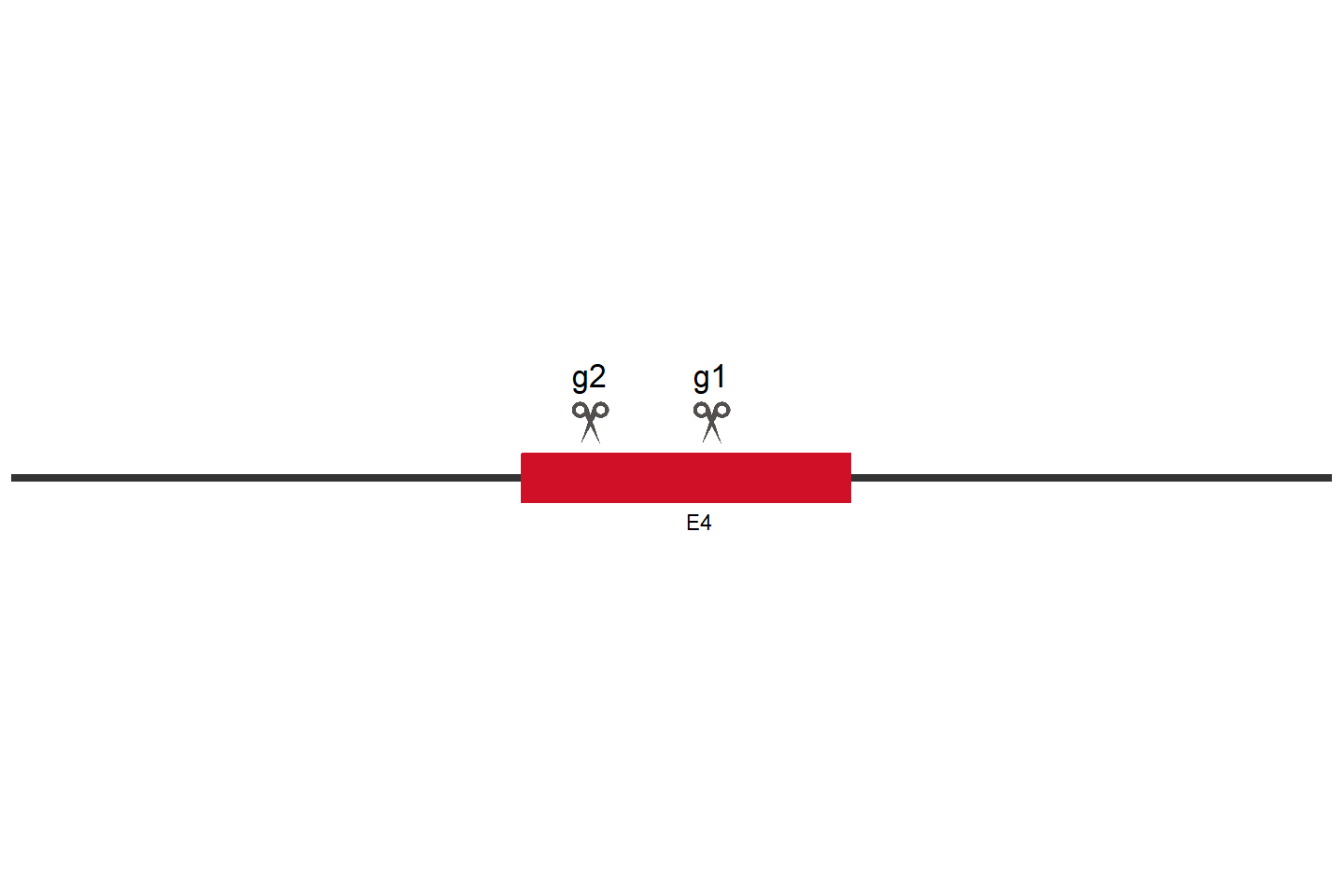 ASCC2 Knockout cell line (A549) Target region