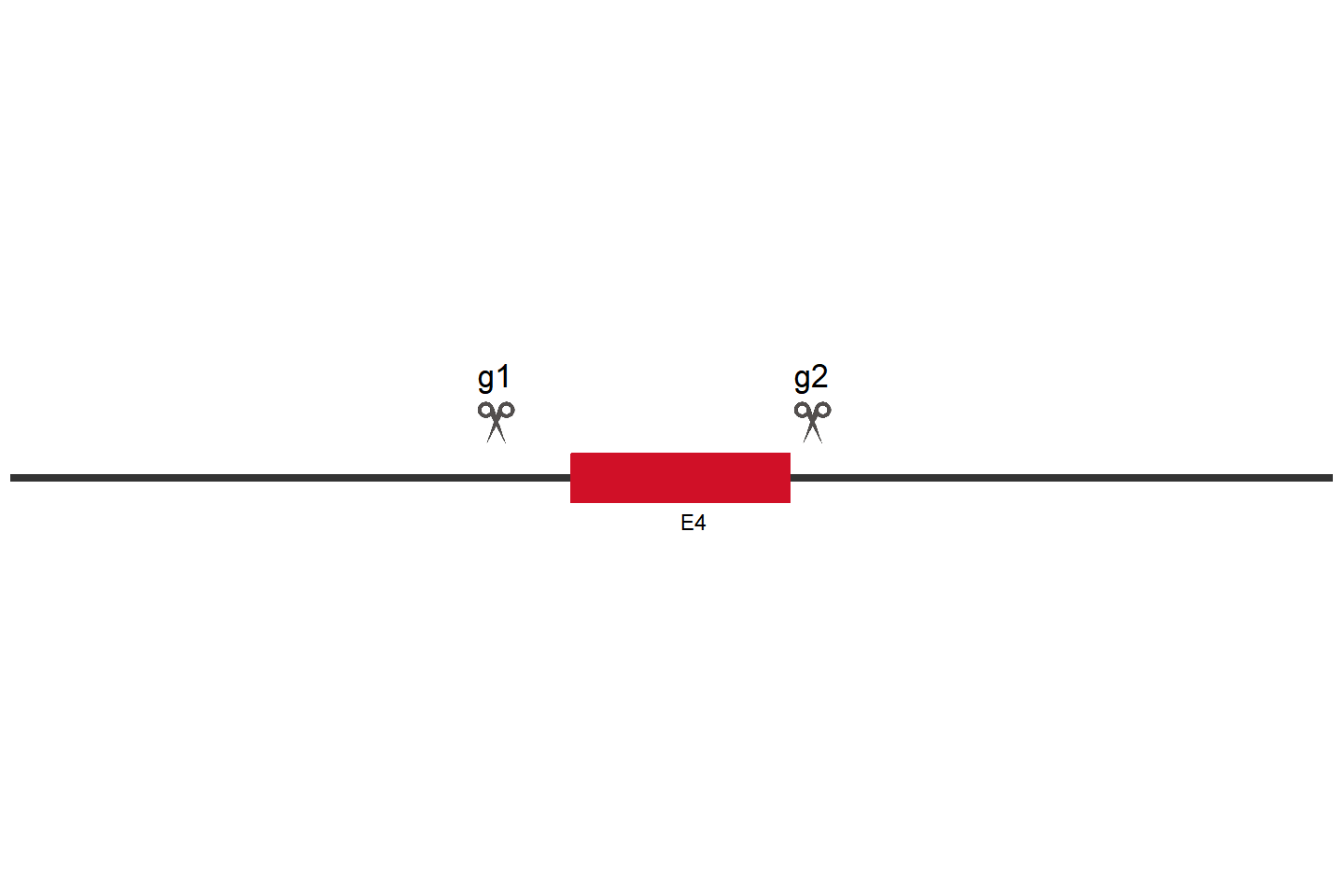 CFLAR Knockout cell line (HEK293) Target region