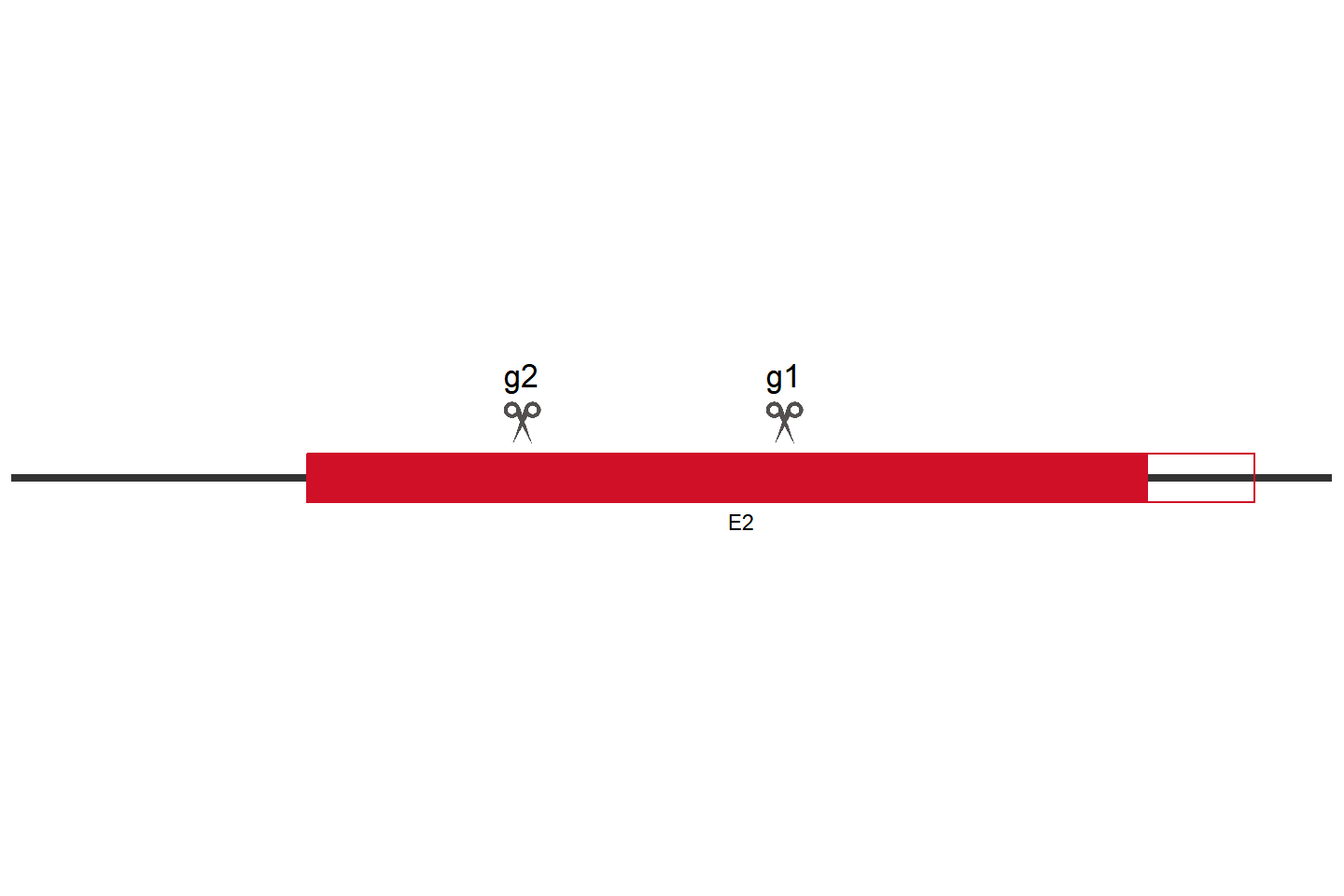 ISG15 Knockout cell line (HEK293) Target region