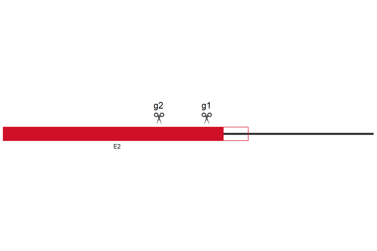 FOXM1 Knockout cell line (HCT 116) Target region