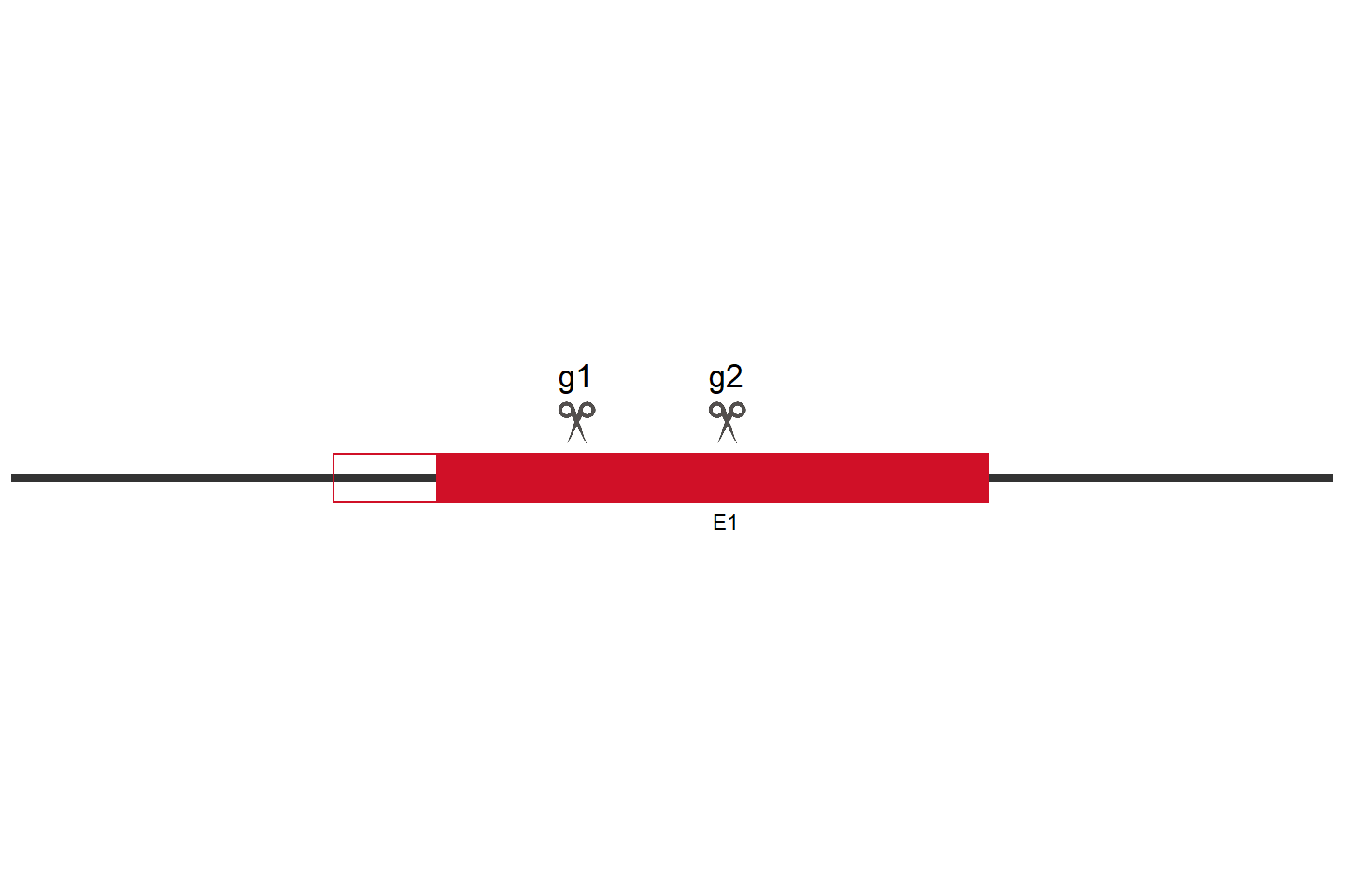 STK35 Knockout cell line (HEK293) Target region