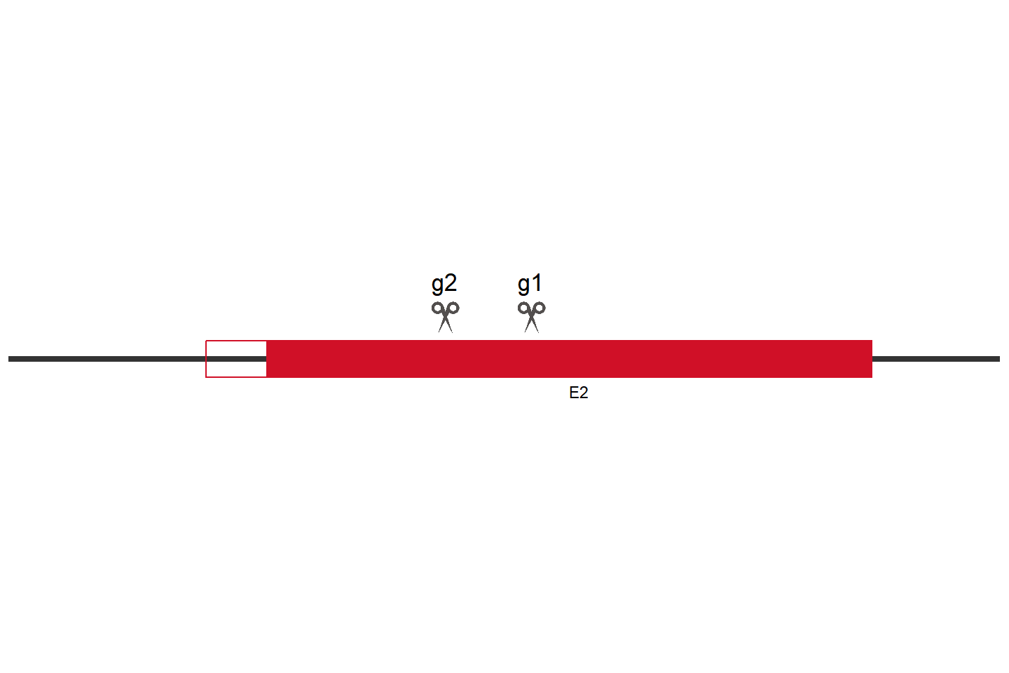 SYK Knockout cell line (HEK293) Target region