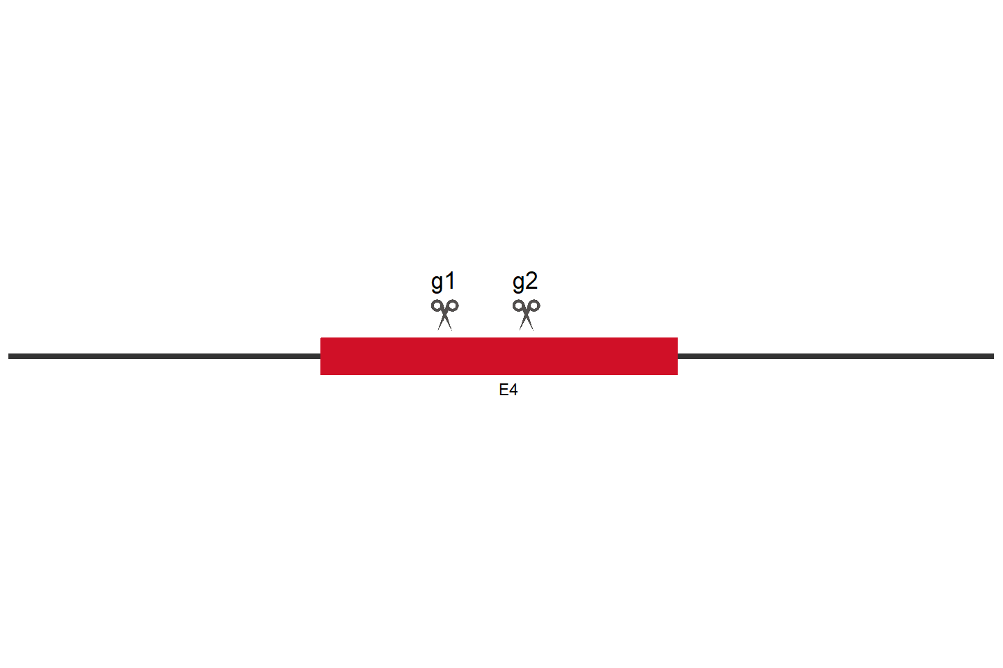 PCM1 Knockout cell line (HEK293) Target region