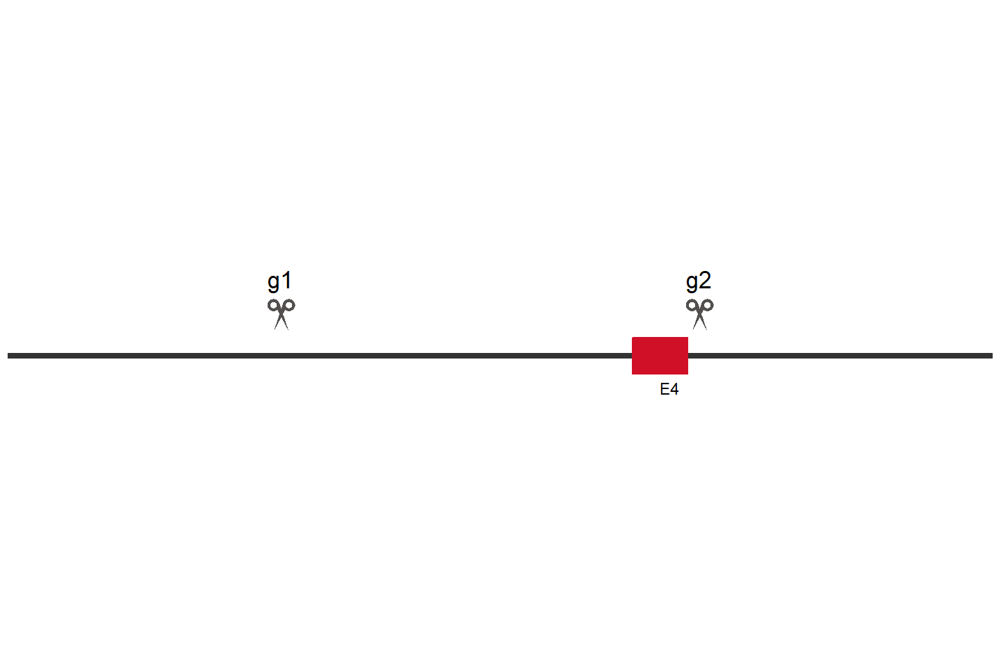 NOTUM Knockout cell line (HEK293) Target region