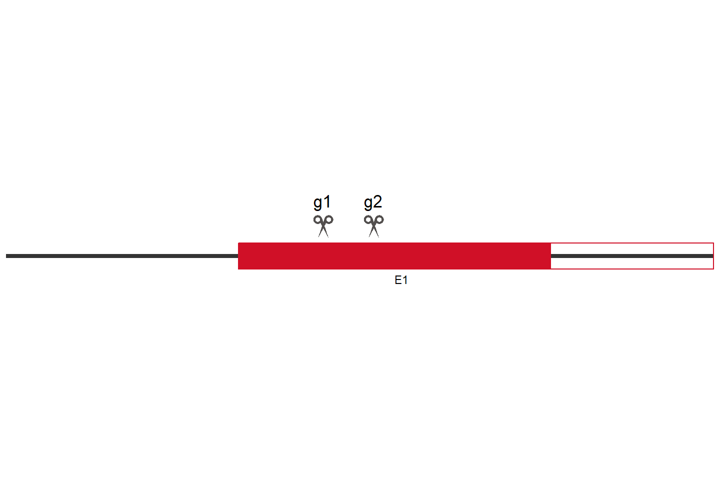 ASPM Knockout cell line (HEK293) Target region