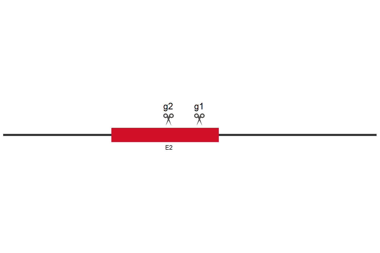 MMACHC Knockout cell line (HCT 116) Target region