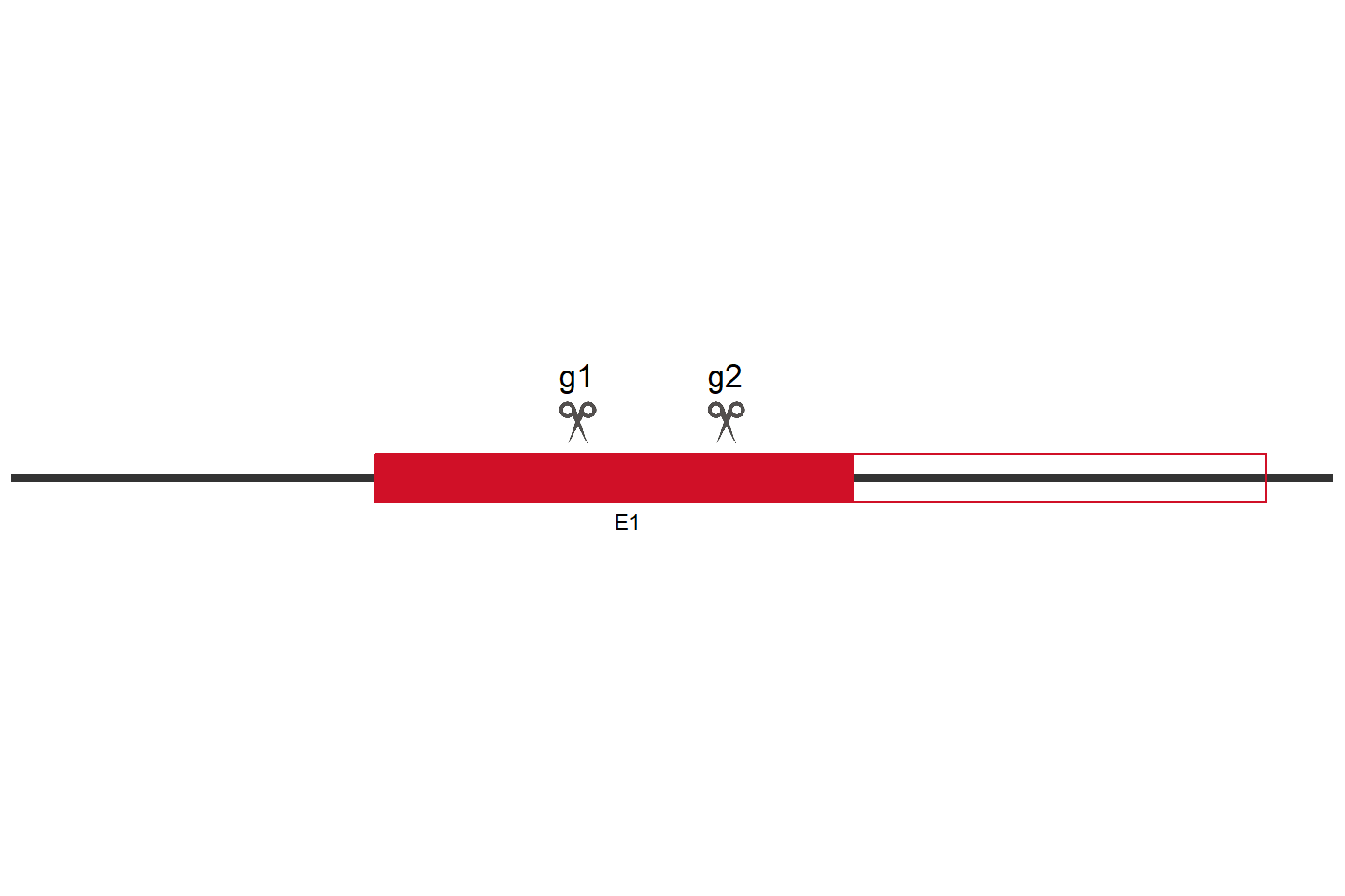 AMFR Knockout cell line (HEK293) Target region