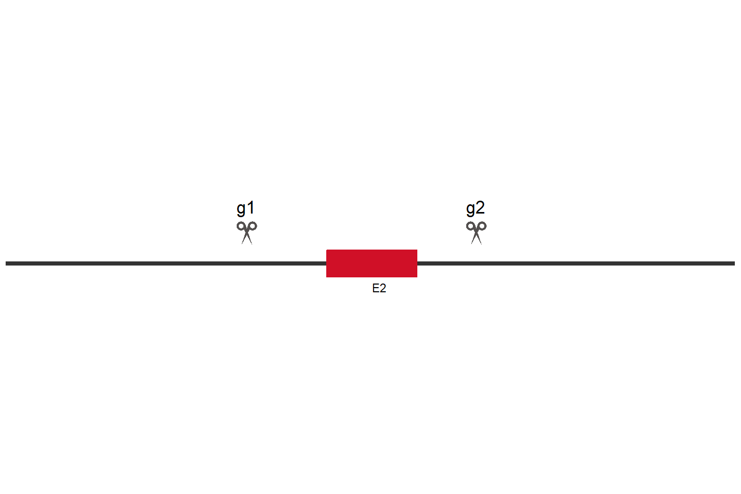 SCLY Knockout cell line (HEK293) Target region