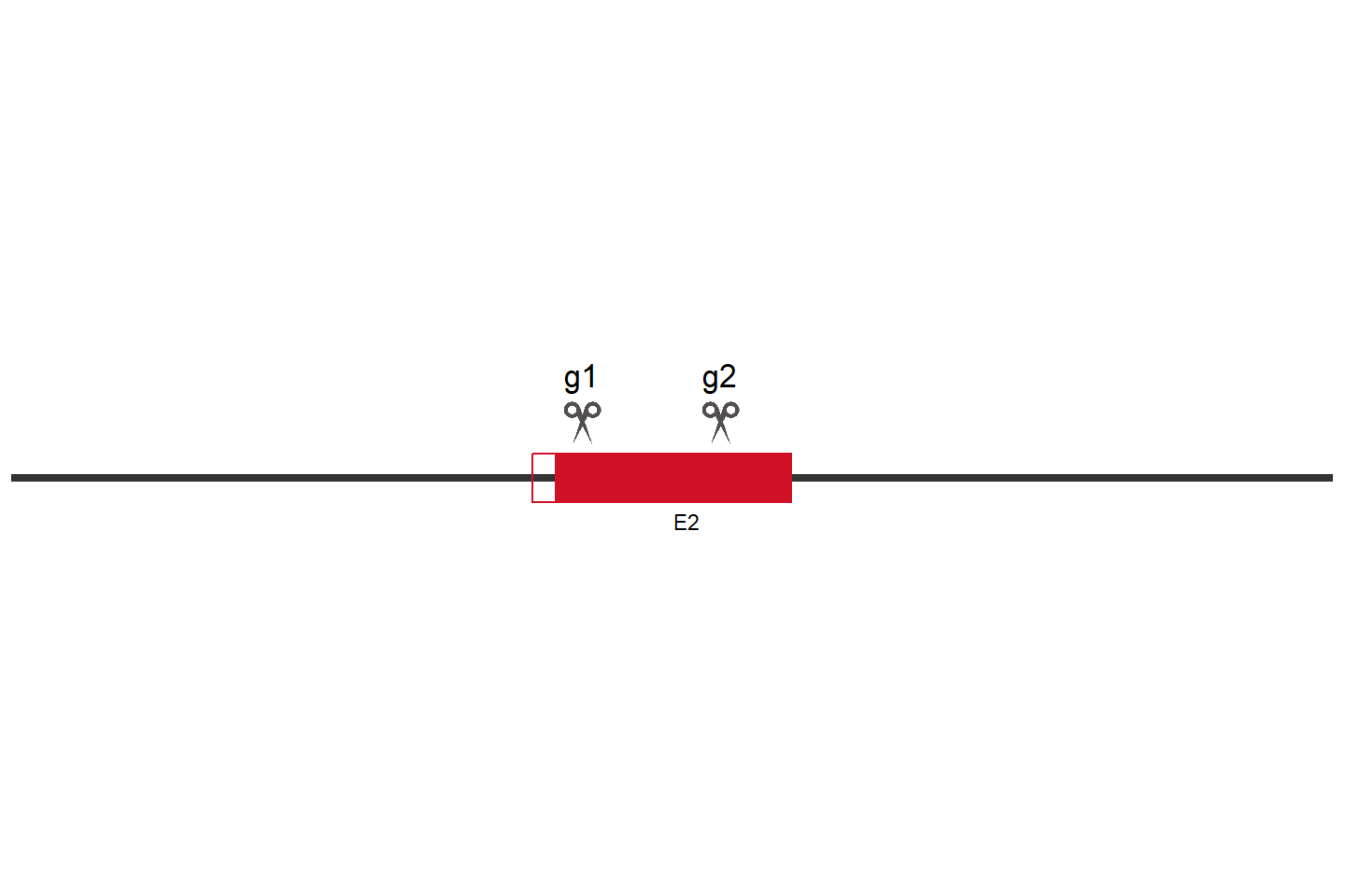 MGMT Knockout cell line (A549) Target region