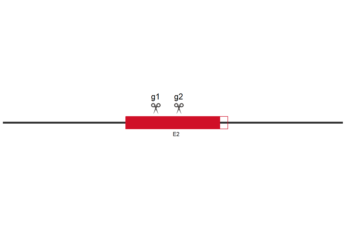 PHF19 Knockout cell line (HCT 116) Target region