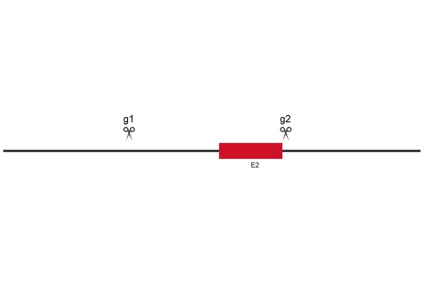 MAP3K1 Knockout cell line (HEK293) Target region