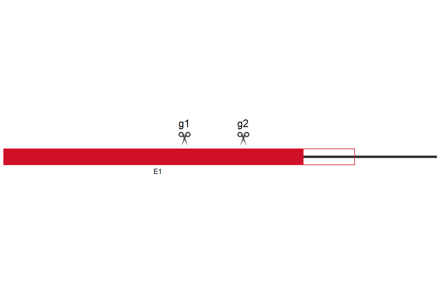 SLC7A5 Knockout cell line (A549) Target region