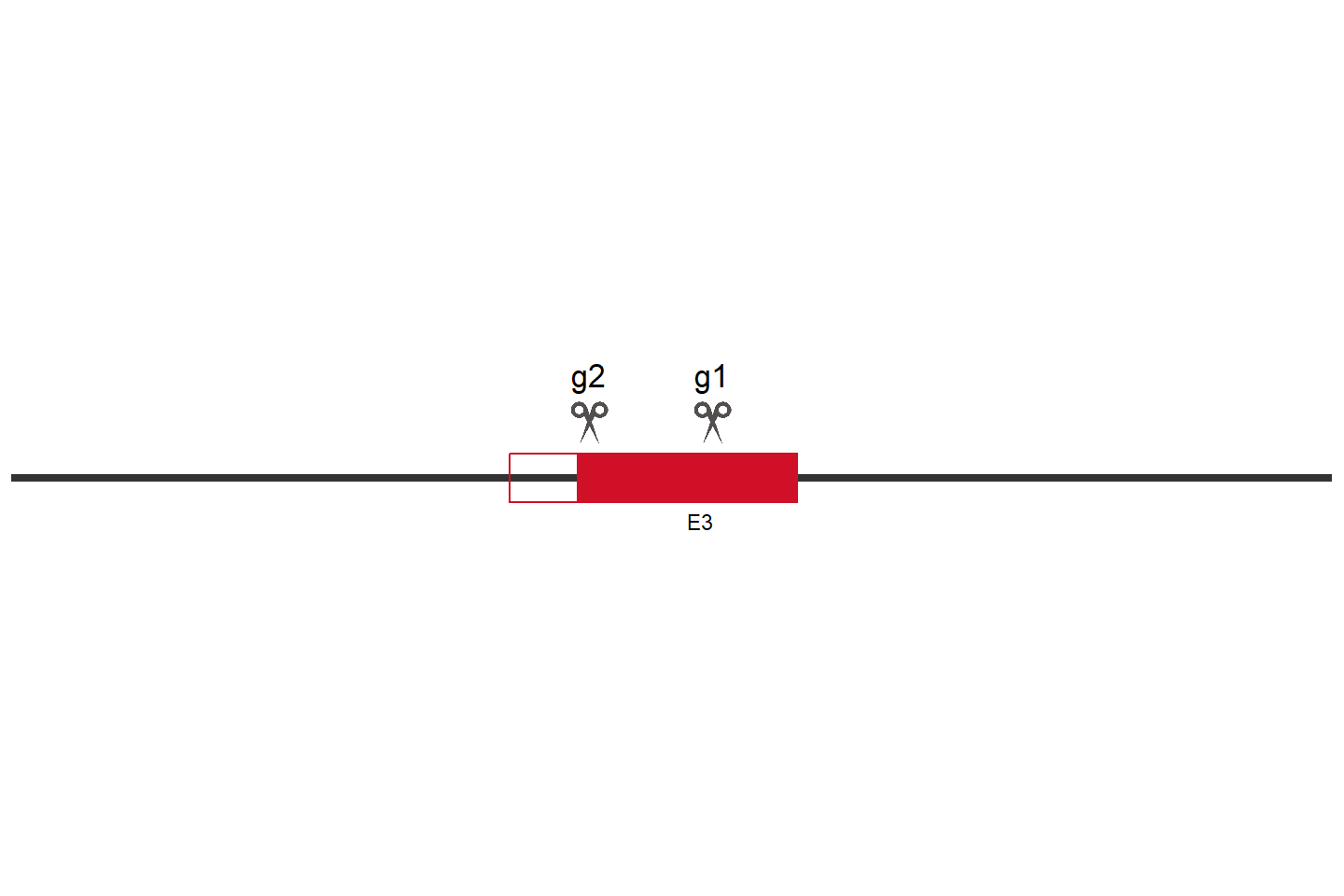 SIRT5 Knockout cell line (A549) Target region