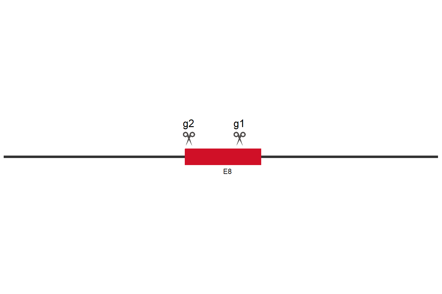 FANCI Knockout cell line (A549) Target region