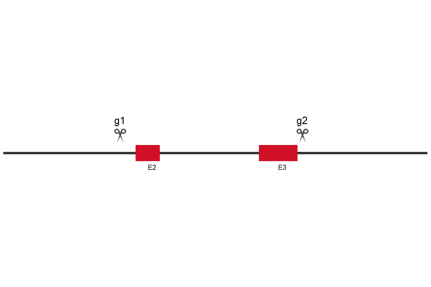 OTUB1 Knockout cell line (HEK293) Target region