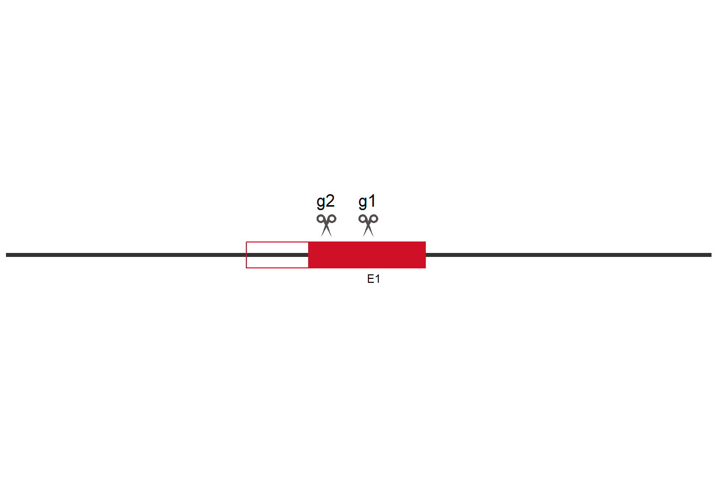 ARG2 Knockout cell line (HCT 116) Target region