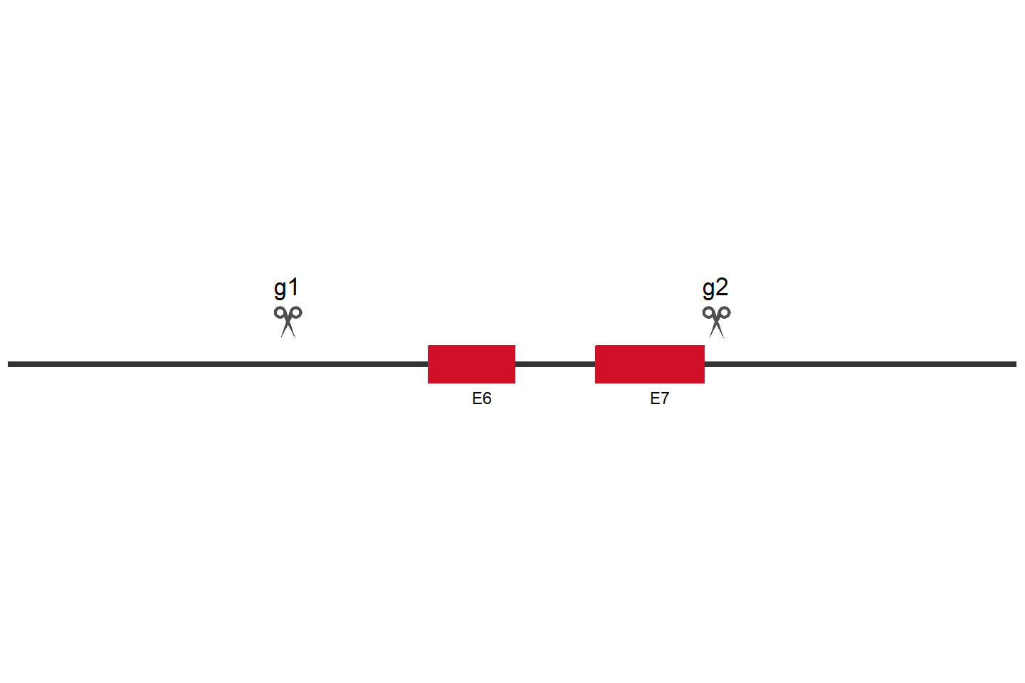 FMR1 Knockout cell line (HEK293) Target region