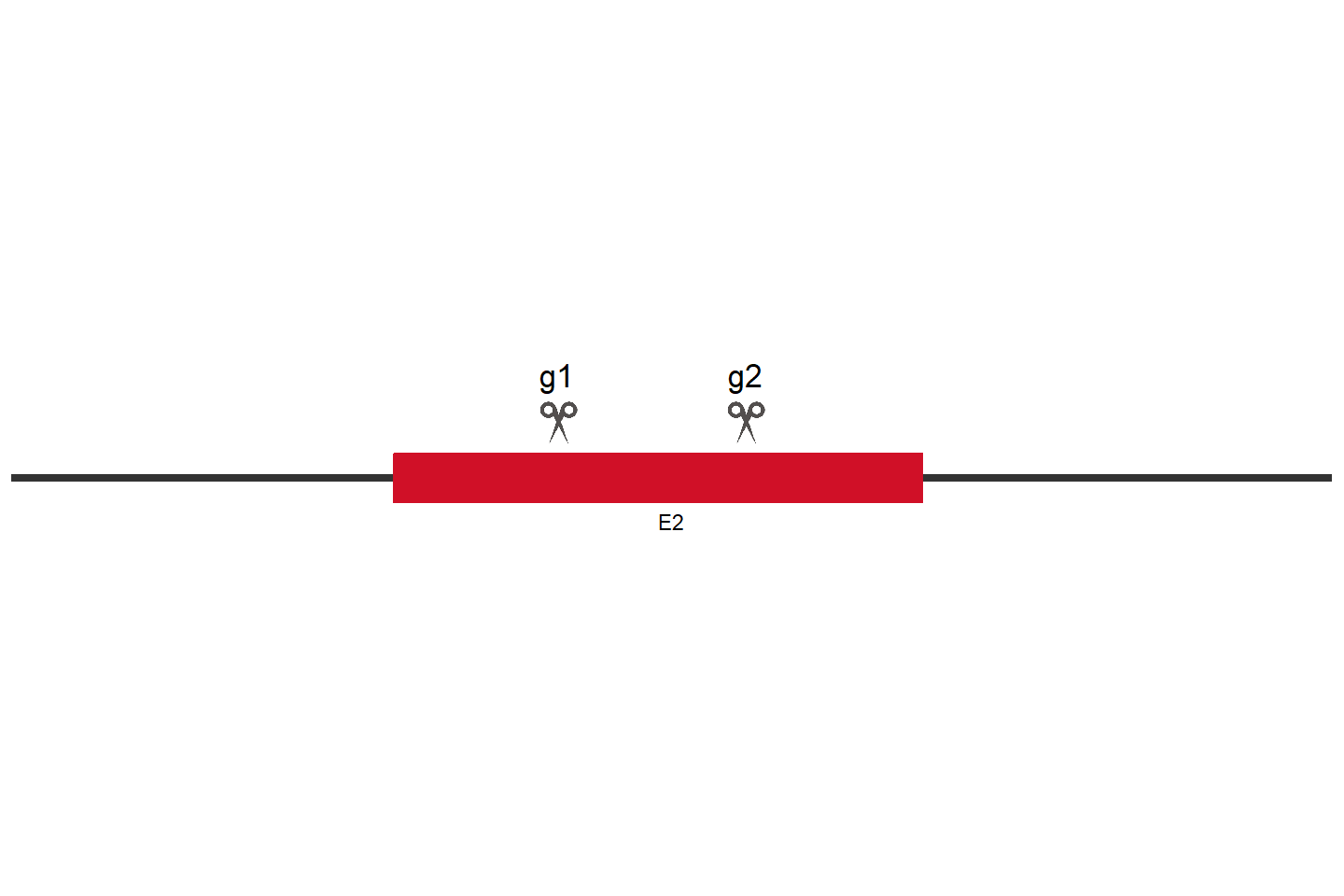 TRIB3 Knockout cell line (HEK293) Target region