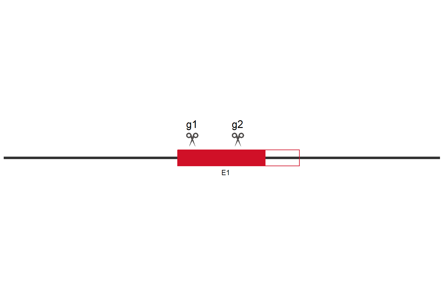 CLCN7 Knockout cell line (HCT 116) Target region