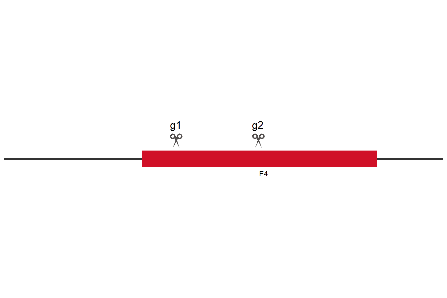 TEDC2 Knockout cell line (HEK293) Target region