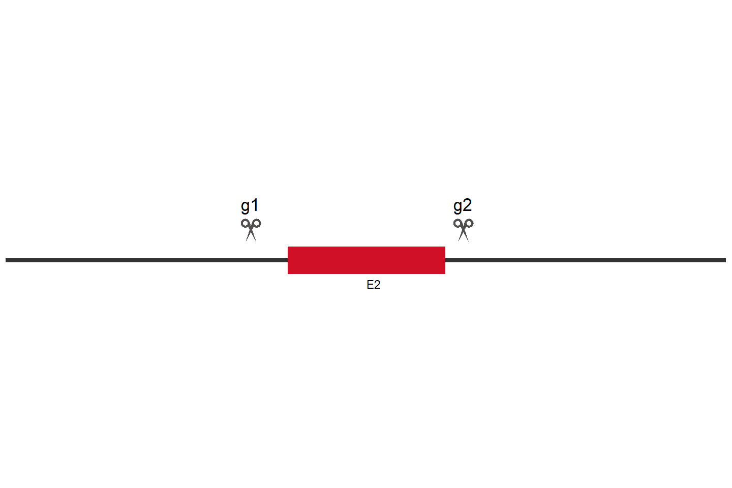 AGO2 Knockout cell line (A549) Target region