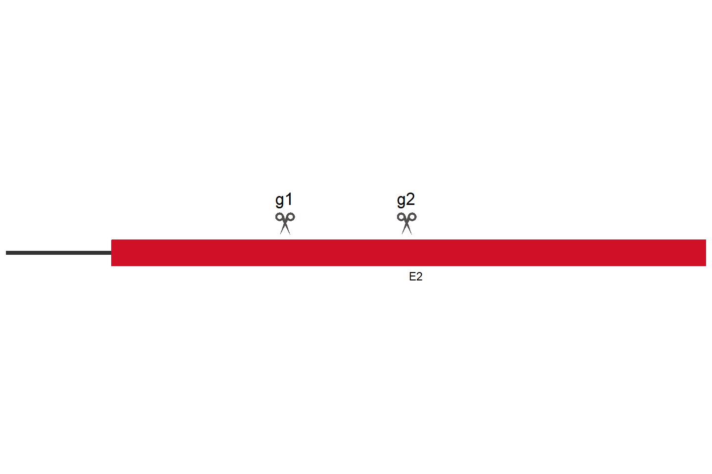 F2R Knockout cell line (HEK293) Target region