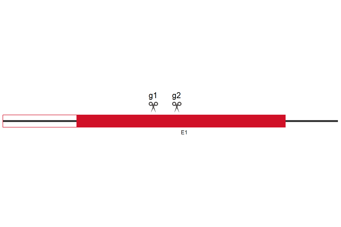 LAMC1 Knockout cell line (HEK293) Target region