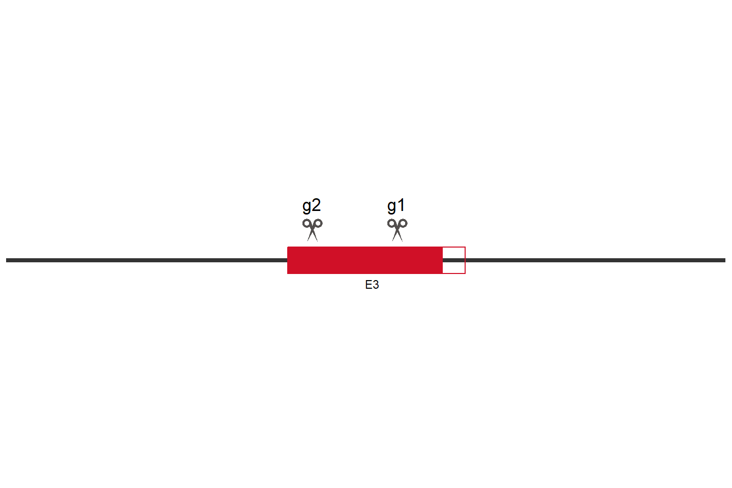 RAB27A Knockout cell line (HEK293) Target region