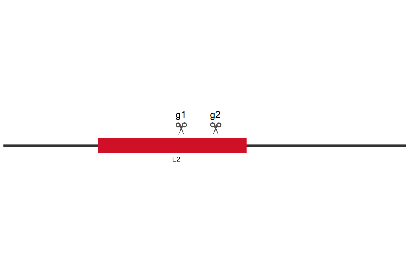 RXRA Knockout cell line (HEK293) Target region