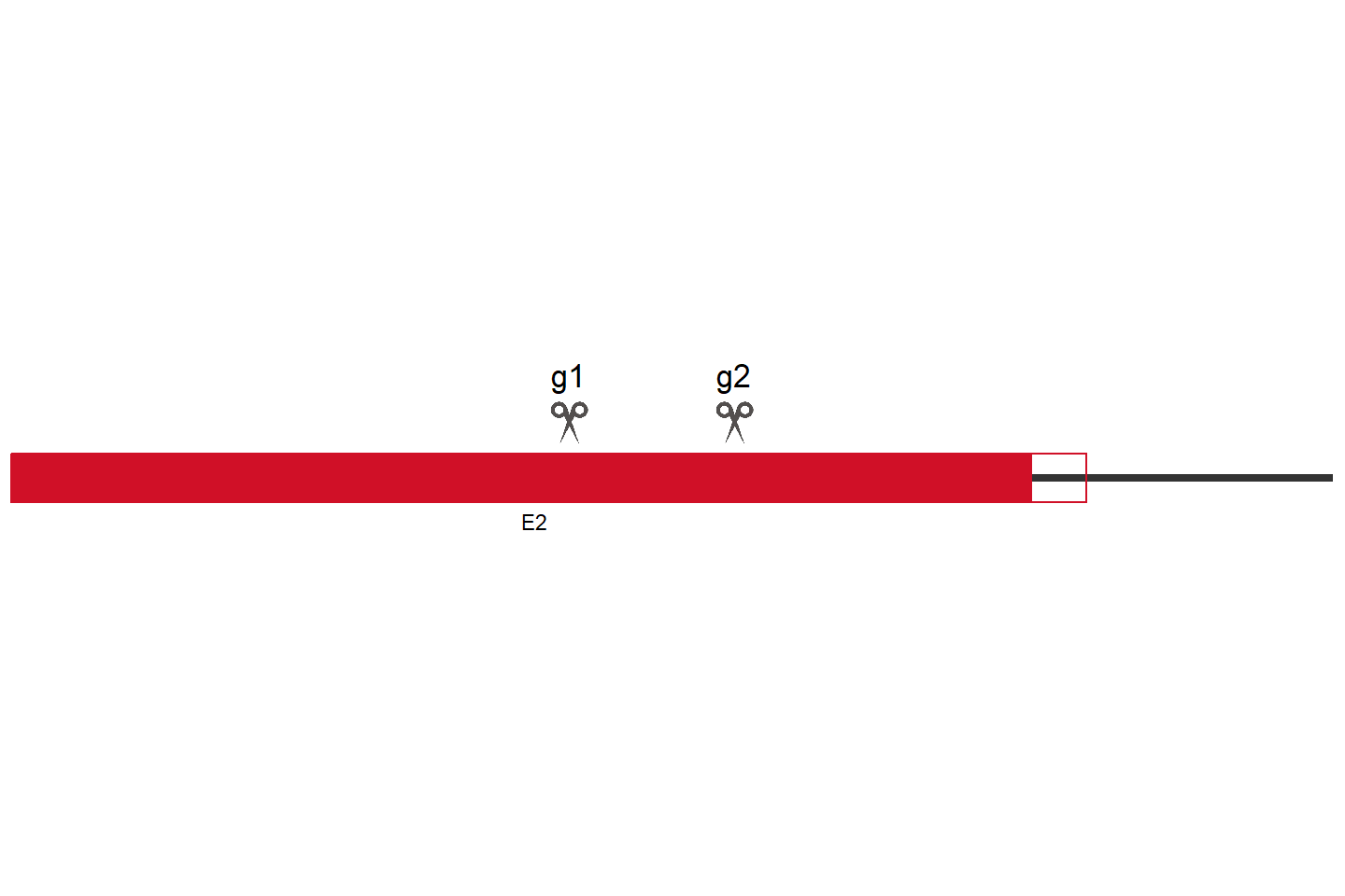 CYP1A1 Knockout cell line (HCT 116) Target region