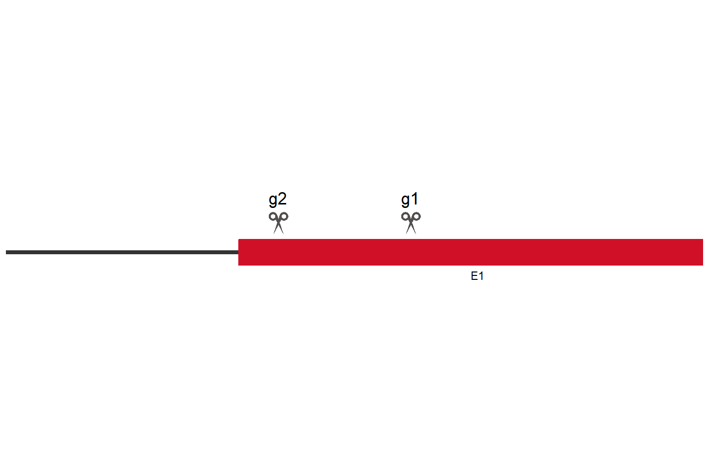 CGAS Knockout cell line (A549) Target region