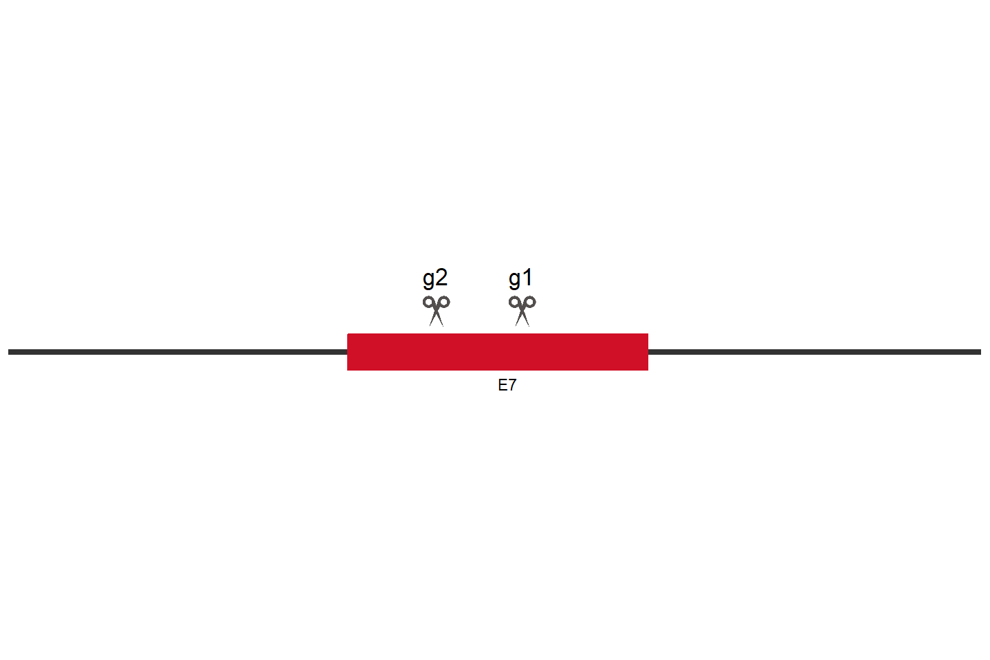 AXL Knockout cell line (A549) Target region