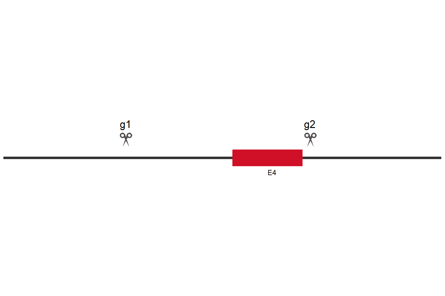 GSDME Knockout cell line (A549) Target region