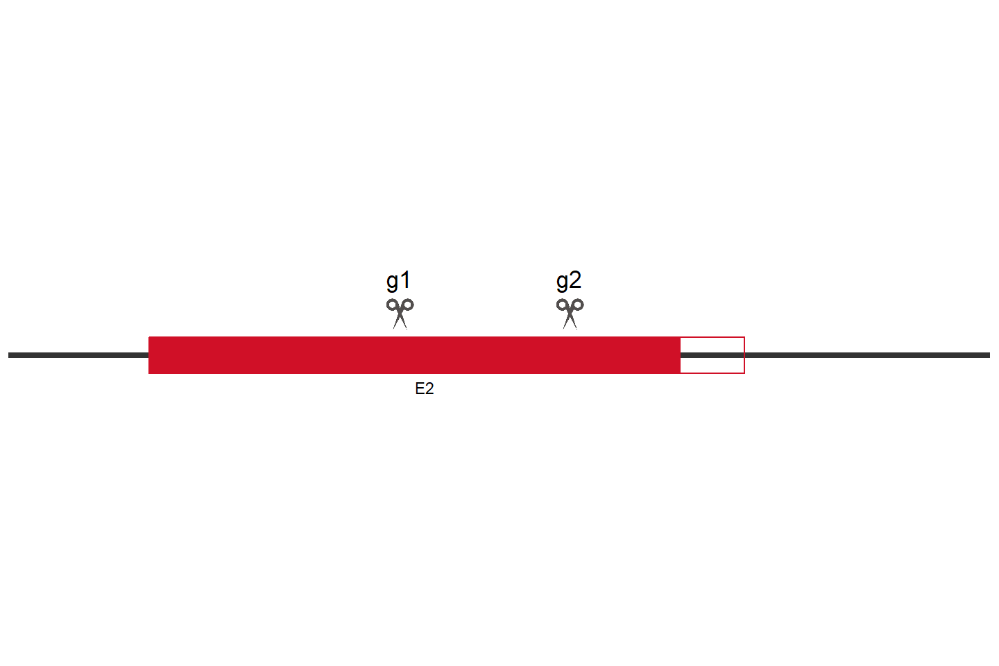 TRIM21 Knockout cell line (A549) Target region