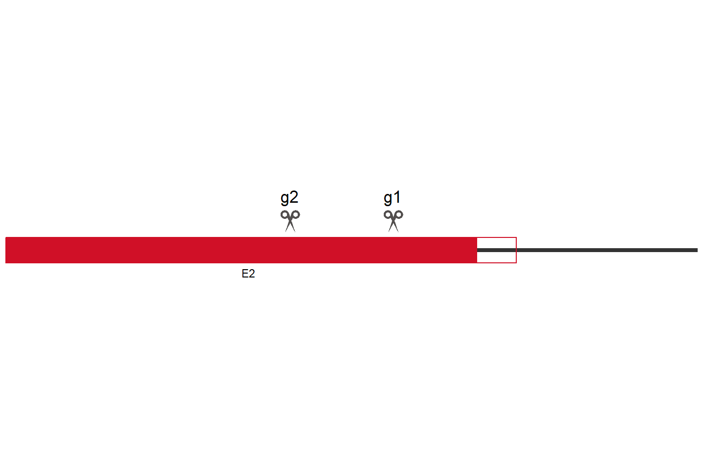 USP2 Knockout cell line (A549) Target region