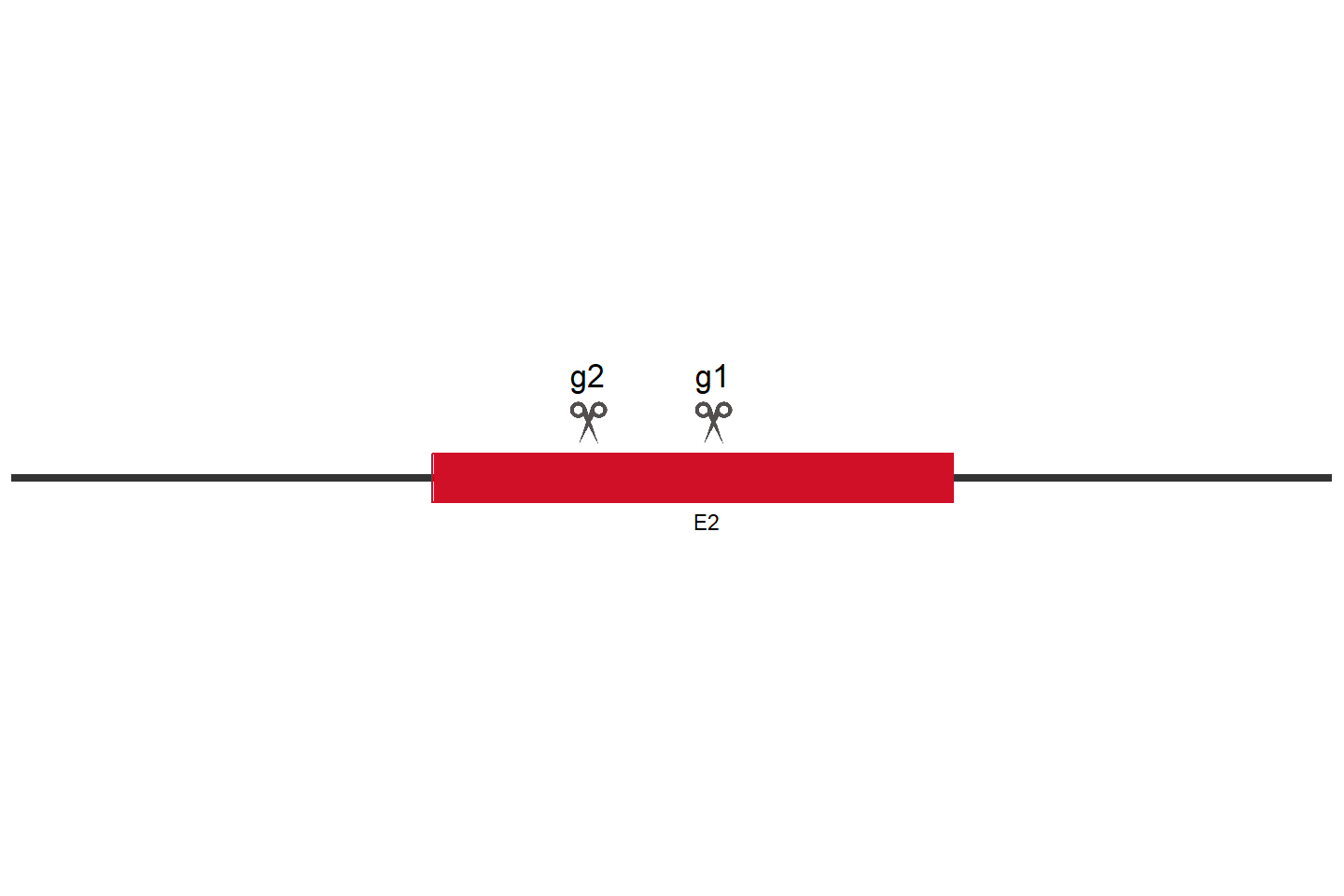 SERPINE1 Knockout cell line (HEK293) Target region