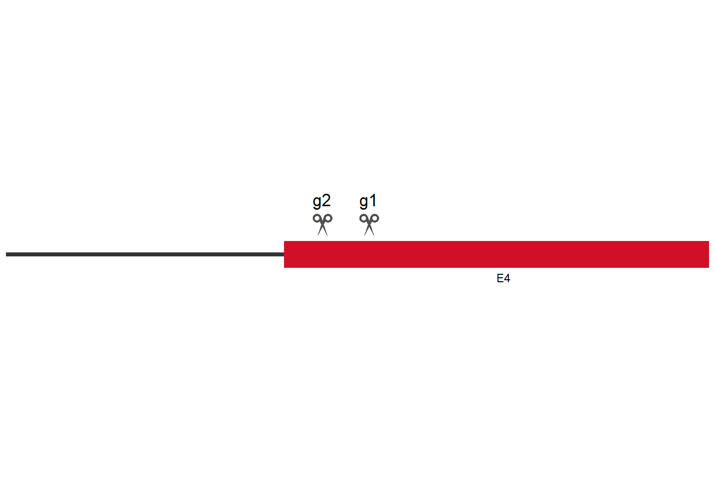 YTHDF2 Knockout cell line (HEK293) Target region