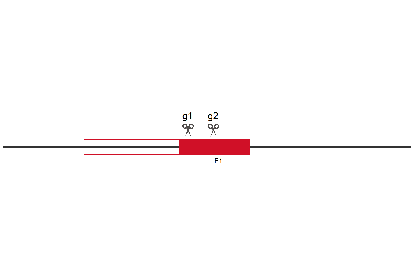 ATG16L1 Knockout cell line (HEK293) Target region