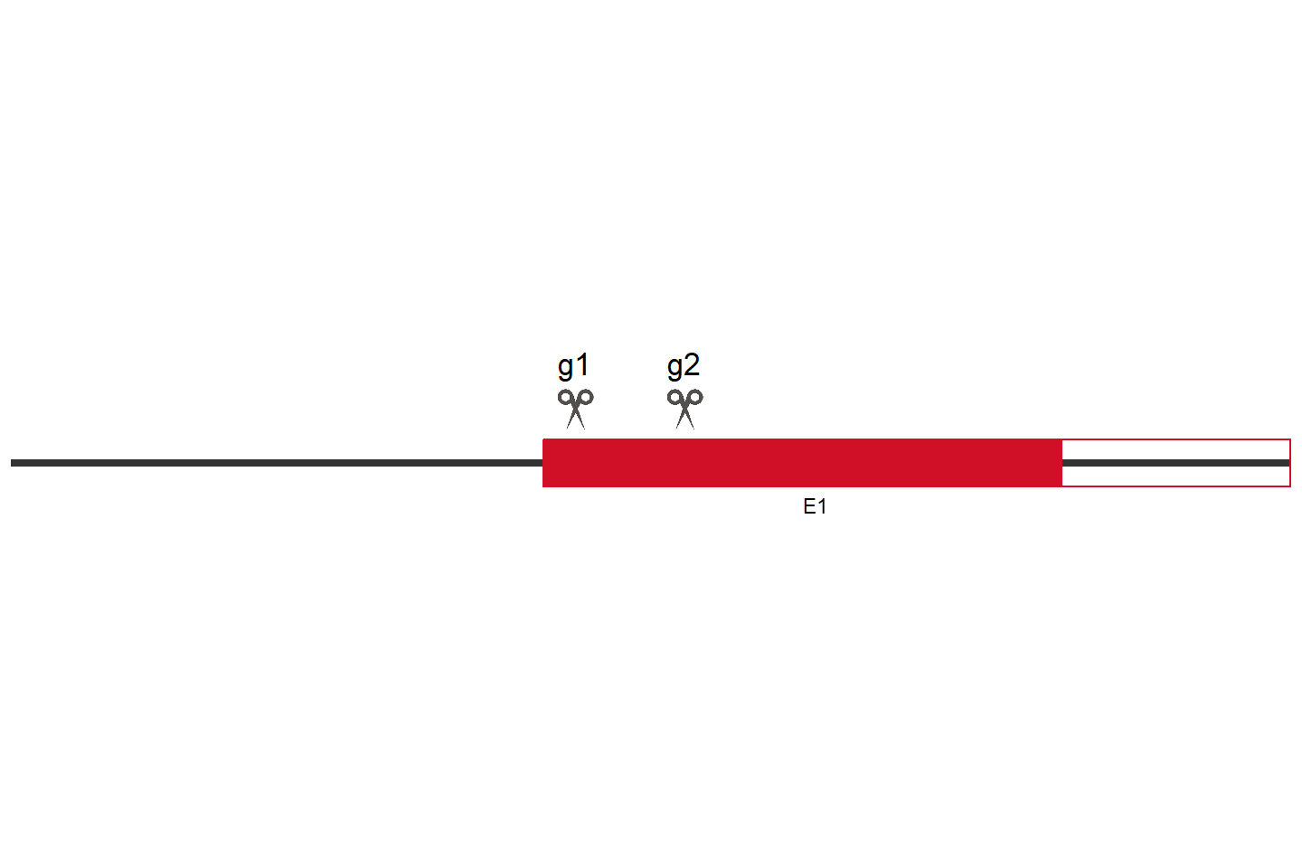 SLC7A11 Knockout cell line (HEK293) Target region