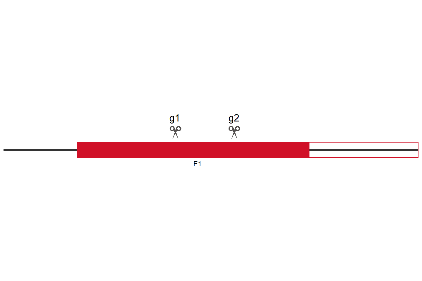 COP1 Knockout cell line (HEK293) Target region