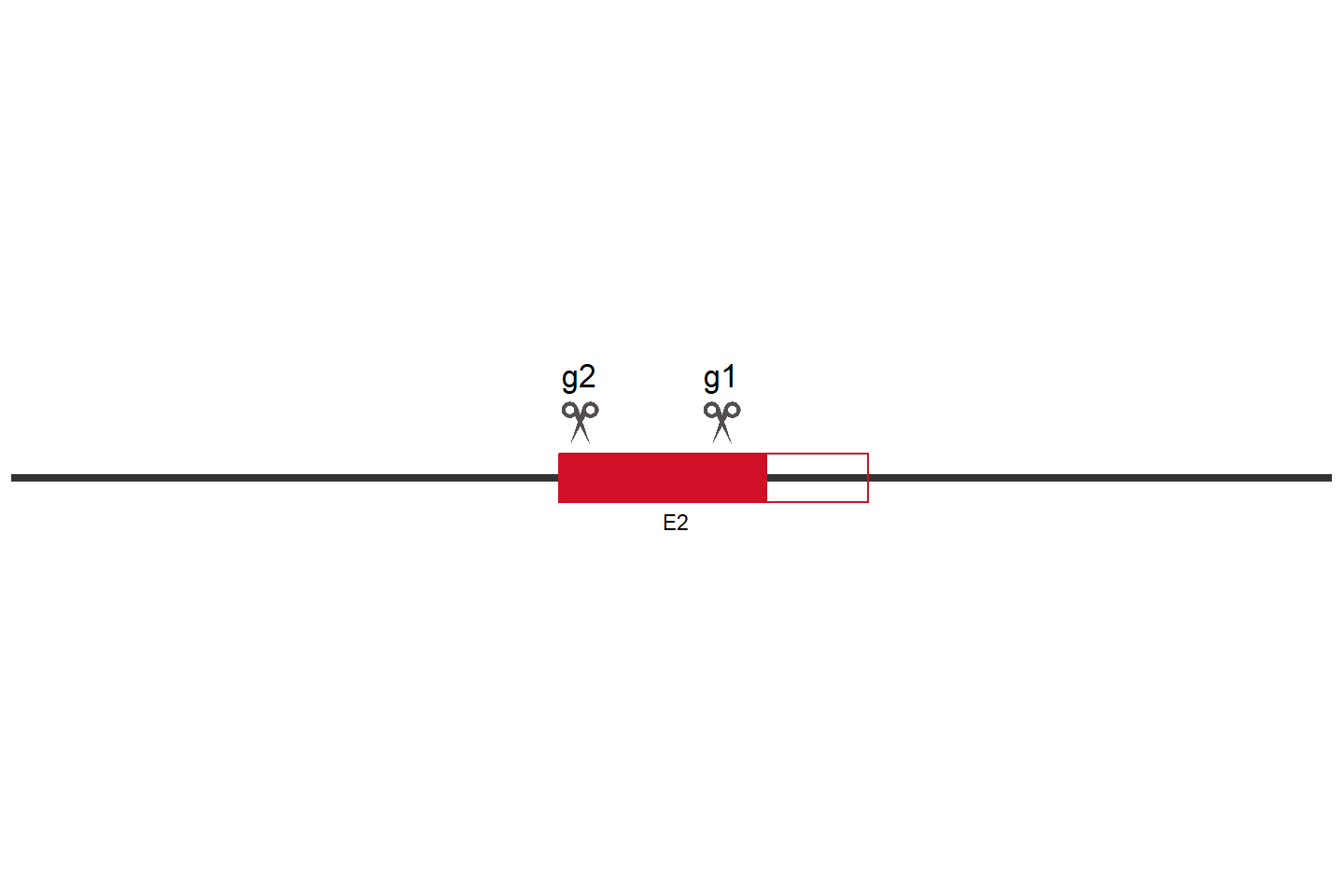 HRAS Knockout cell line (A549) Target region