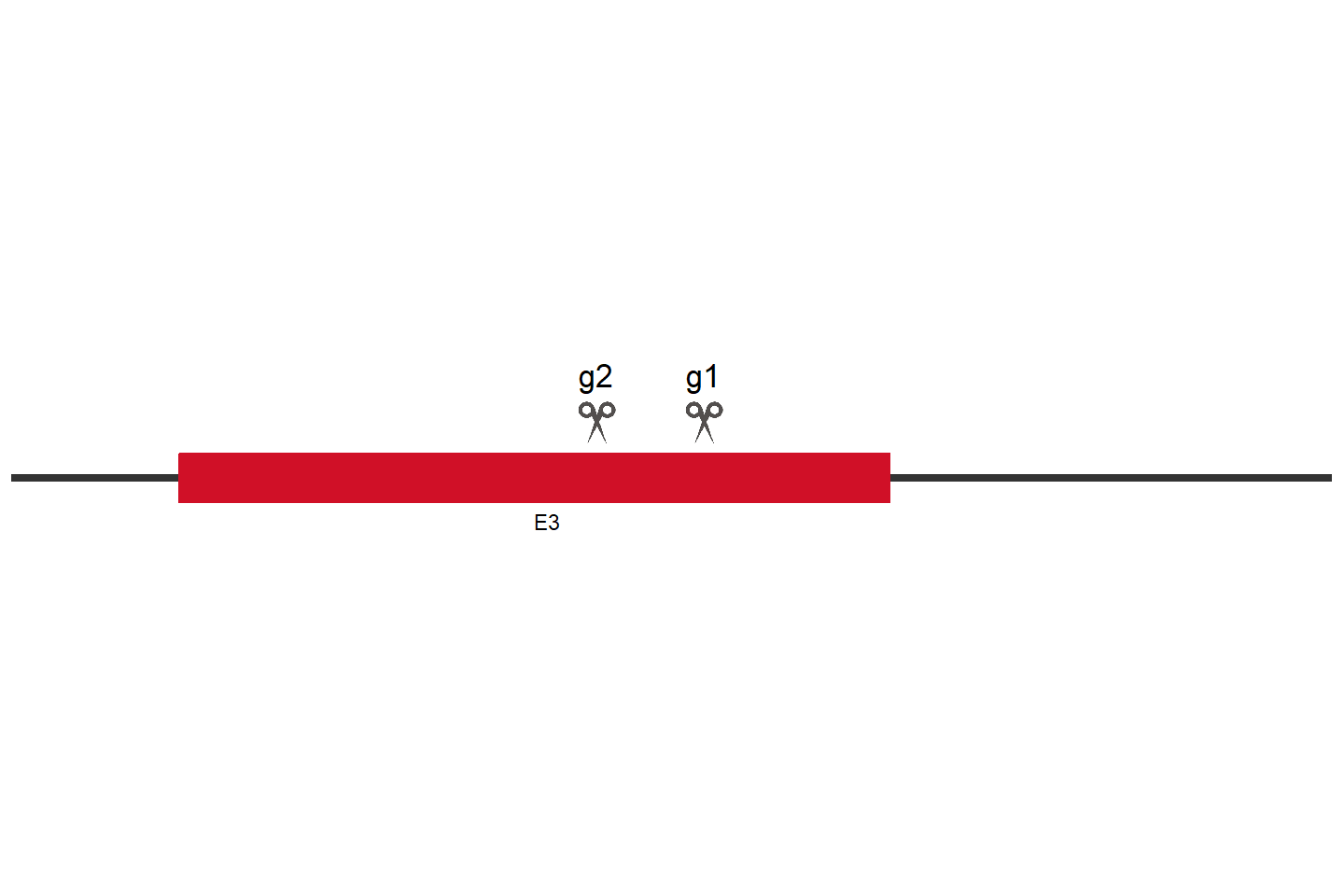 RUNX2 Knockout cell line (HEK293) Target region