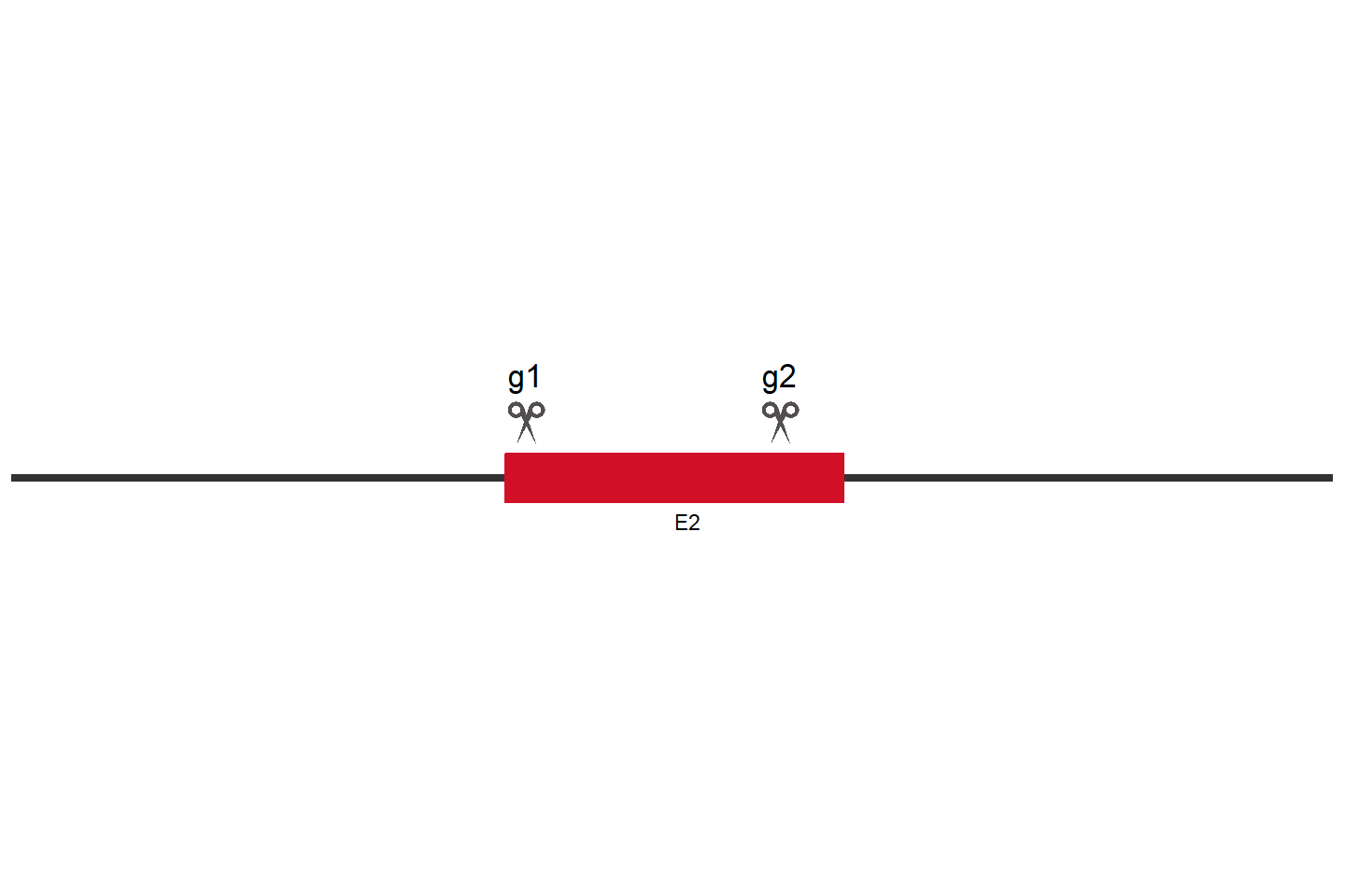 FOSL1 Knockout cell line (HCT 116) Target region