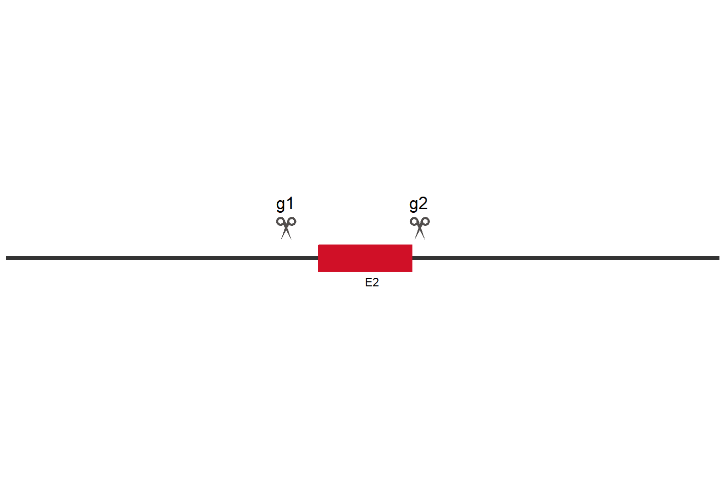 TLE1 Knockout cell line (HCT 116) Target region