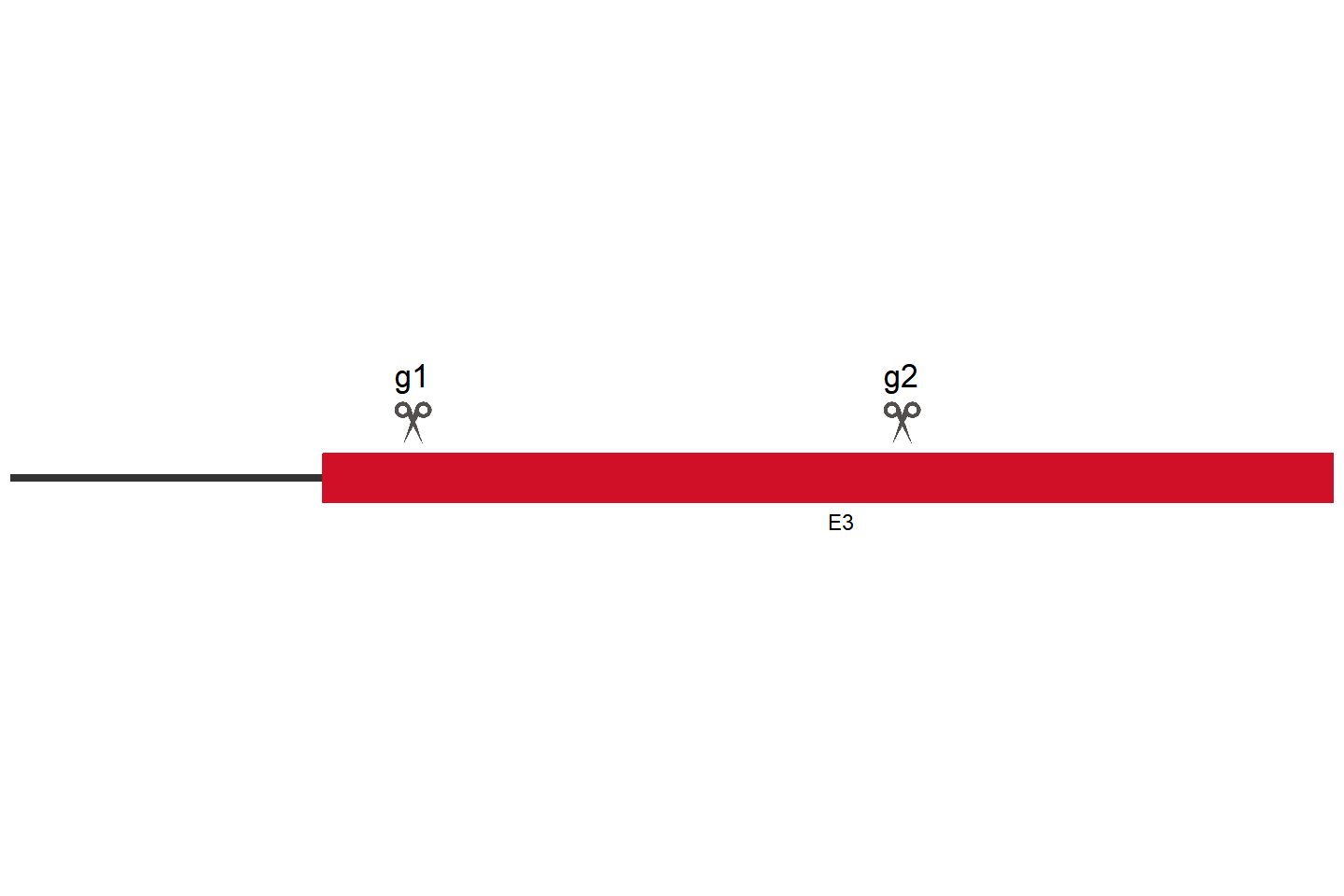 DTX3L Knockout cell line (HCT 116) Target region