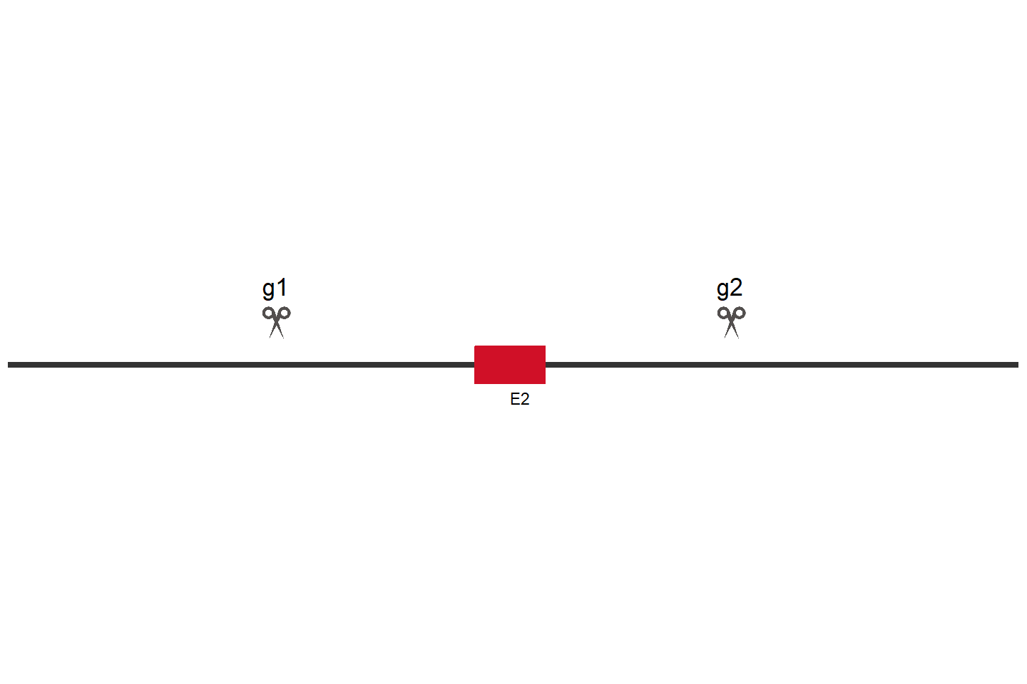 NOTCH3 Knockout cell line (HCT 116) Target region