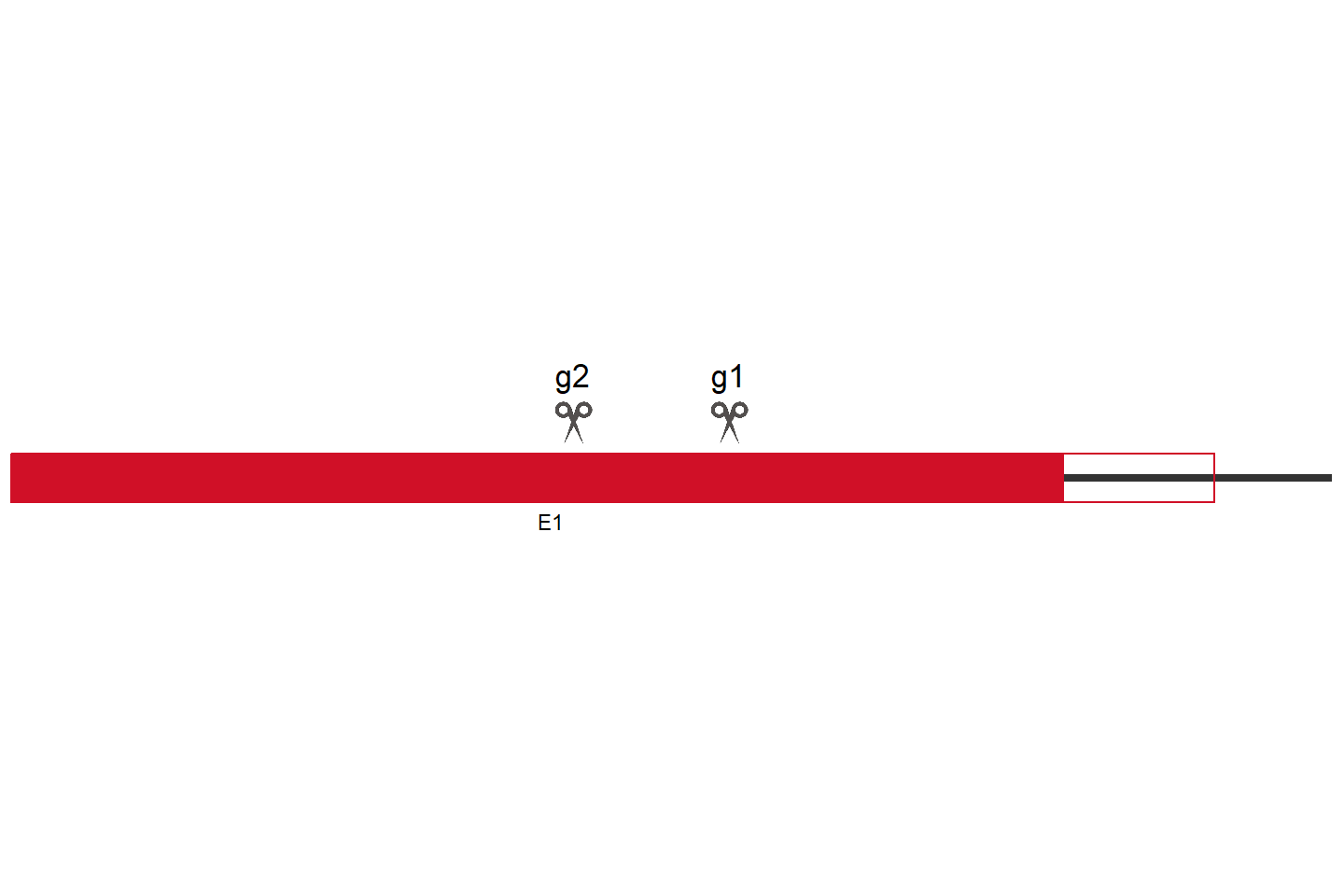 MCL1 Knockout cell line (A549) Target region