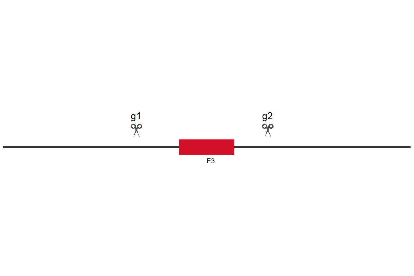 EREG Knockout cell line (HCT 116) Target region