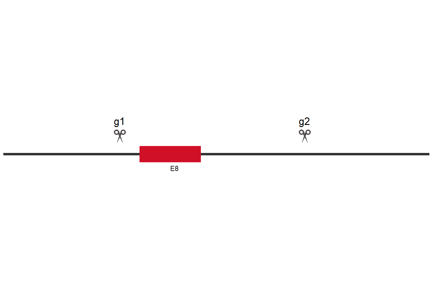 NF1 Knockout cell line (HCT 116) Target region